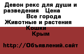 Девон рекс для души и разведения › Цена ­ 20 000 - Все города Животные и растения » Кошки   . Крым